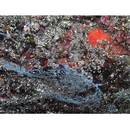 Neosynchiropus ijimae (Jordan et Thompson, 1914)