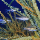 Ostorhinchus endekataenia (Bleeker, 1852)