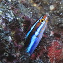 Plagiotremus rhinorhijnchos (Bleeker, 1852)