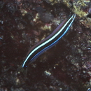 Plagiotremus rhinorhijnchos (Bleeker, 1852)