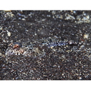 Diplogrammus xenicus (Jordan et Thompson, 1914)