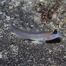 Istigobius hoshinonis (Tanaka, 1917)