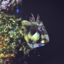 Scartella emarginata (Gunther, 1861)