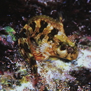 Scartella emarginata (Gunther, 1861)