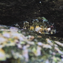 Scartella emarginata (Gunther, 1861)