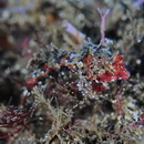 Neosynchiropus ijimae (Jordan et Thompson, 1914)