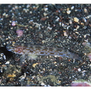 Istigobius hoshinonis (Tanaka, 1917)