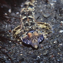 Diplogrammus xenicus (Jordan et Thompson, 1914)