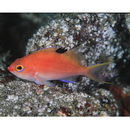 Sacura margaritacea (Hilgendorf, 1879)