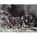 Hippocampus sindonis Jordan et Snyder, 1901