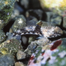 Bathygobius fuscus (Ruppell, 1830)