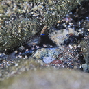 Bathygobius fuscus (Ruppell, 1830)