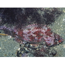 Sebastes hubbsi (Matsubara, 1937)