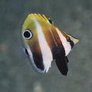 Coradion altivelis McCulloch, 1916