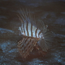 Ebosia bleekeri (Doderlein, 1884)