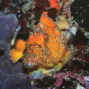 Antennatus nummifer (Cuvier, 1817)