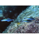 Ptereleotris evides (Jordan et Hubbs, 1925)