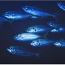 Trachurus japonicus (Temminck et Schlegel, 1844)