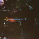 Trimma hollemani Winterbottom, 2016