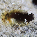 Salarias ramosus Bath, 1992