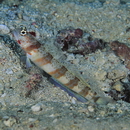 Amblyeleotris periophthalma (Bleeker, 1853)