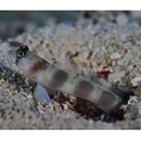 Amblyeleotris arcupinna Mohlmann et Munday, 1999