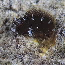 Salarias ramosus Bath, 1992