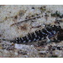 Asterropteryx semipunctata Ruppell, 1830