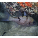 Pristicon trimaculatus (Cuvier, 1828)