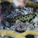 Pterosynchiropus picturatus (Peters, 1877)