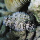Salarias fasciatus (Bloch, 1786)