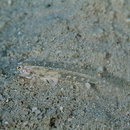 Oplopomops sp. 2 of Suzuki and Shibukawa, 2004