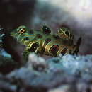 Pterosynchiropus picturatus (Peters, 1877)