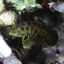 Pterosynchiropus picturatus (Peters, 1877)