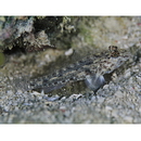 Fusigobius neophytus (Gunther, 1877)