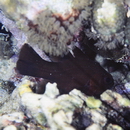 Apogonichthyoides melas (Bleeker, 1848)