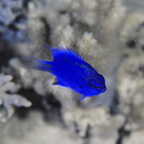 Chrysiptera springeri (Allen, 1976)