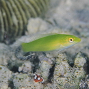 Halichoeres chloropterus (Bloch, 1791)