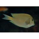 Ctenochaetus striatus (Quoy et Gaimard, 1825)