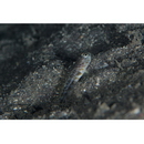 Cryptocentrus shigensis Kuroda, 1956