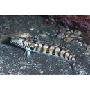 Parapercis kamoharai Schultz, 1966