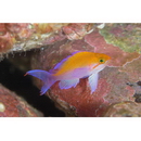 Pseudanthias bicolor (Randall, 1979)