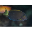 Acanthurus blockii Valenciennes, 1835