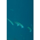 Ptereleotris zebra (Fowler, 1938)