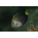 Acanthurus blockii Valenciennes, 1835