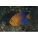 Centropyge interrupta (Tanaka, 1918)