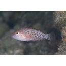 Epinephelus areolatus (Forsskal, 1775)