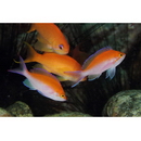 Pseudanthias bicolor (Randall, 1979)