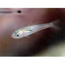 Ostorhinchus semilineatus (Temminck et Schlegel, 1843)