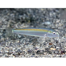 Parupeneus chrysopleuron (Temminck et Schlegel, 1844)